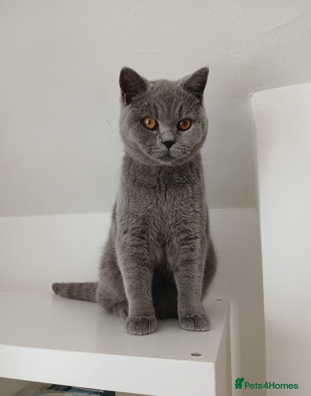 British Shorthair cats for sale: STUNNING LILAC BLUE BHS YOUNG FEMALE CAT - Advert 20