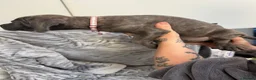 Cane Corso dogs for sale: Cane corso puppies - Advert 16