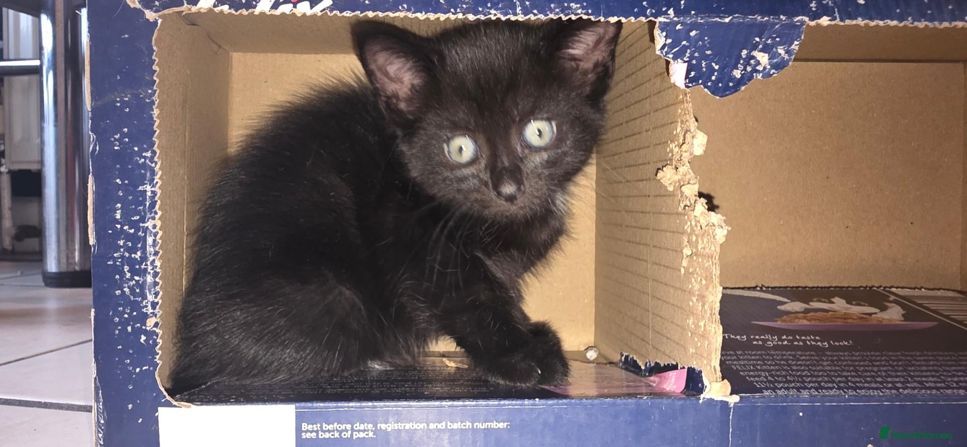 Mixed Breed cats Maincoon x British short hair (black girl left)t - Advert 6