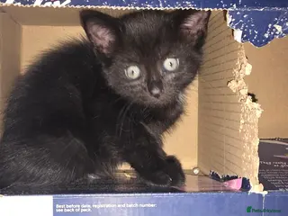 Mixed Breed cats Maincoon x British short hair (black girl left)t - Advert 6