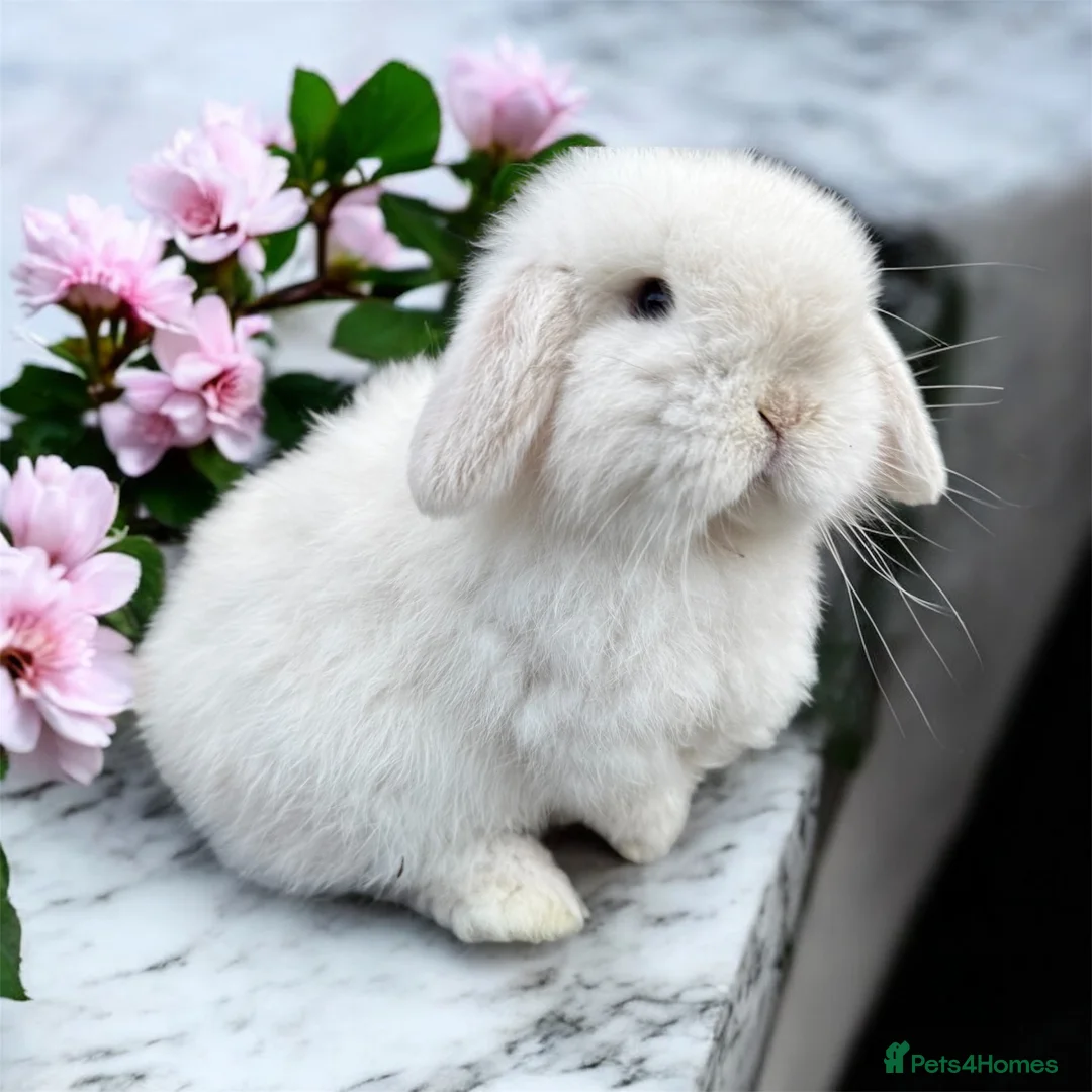 Mini Lop rabbits for sale: Doe and buck mini lops  - Advert 7