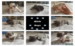 French Bulldog dogs for sale: 2 KC Reg’d French Bulldog Pups For Sale Left - Image 6