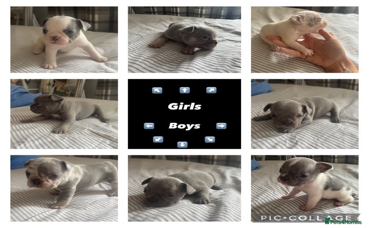 French Bulldog dogs - Advert 6