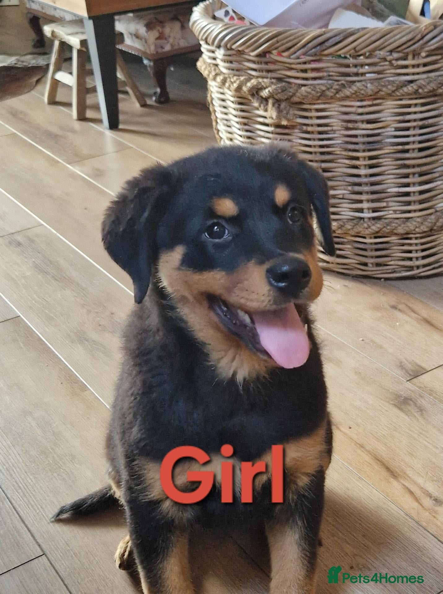 Rottweiler dogs Chunky Rottweiler pups - Advert 2