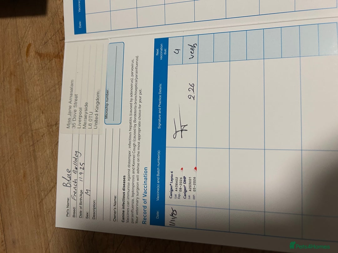 French Bulldog dogs for sale: 3 Extremely beautiful French bull terriers kc reg  - Advert 38