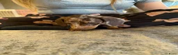 Miniature Dachshund dogs for sale: Miniature dachshunds  - Advert 3