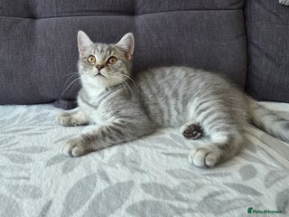 Mixed Breed cats British shorthair & Scottish Fold mix - Advert 5