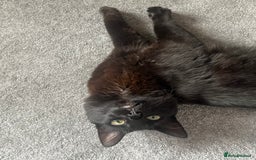 Domestic Shorthair cats for sale: FREE! Gorgeous Blackish Brown kitten - Image 1