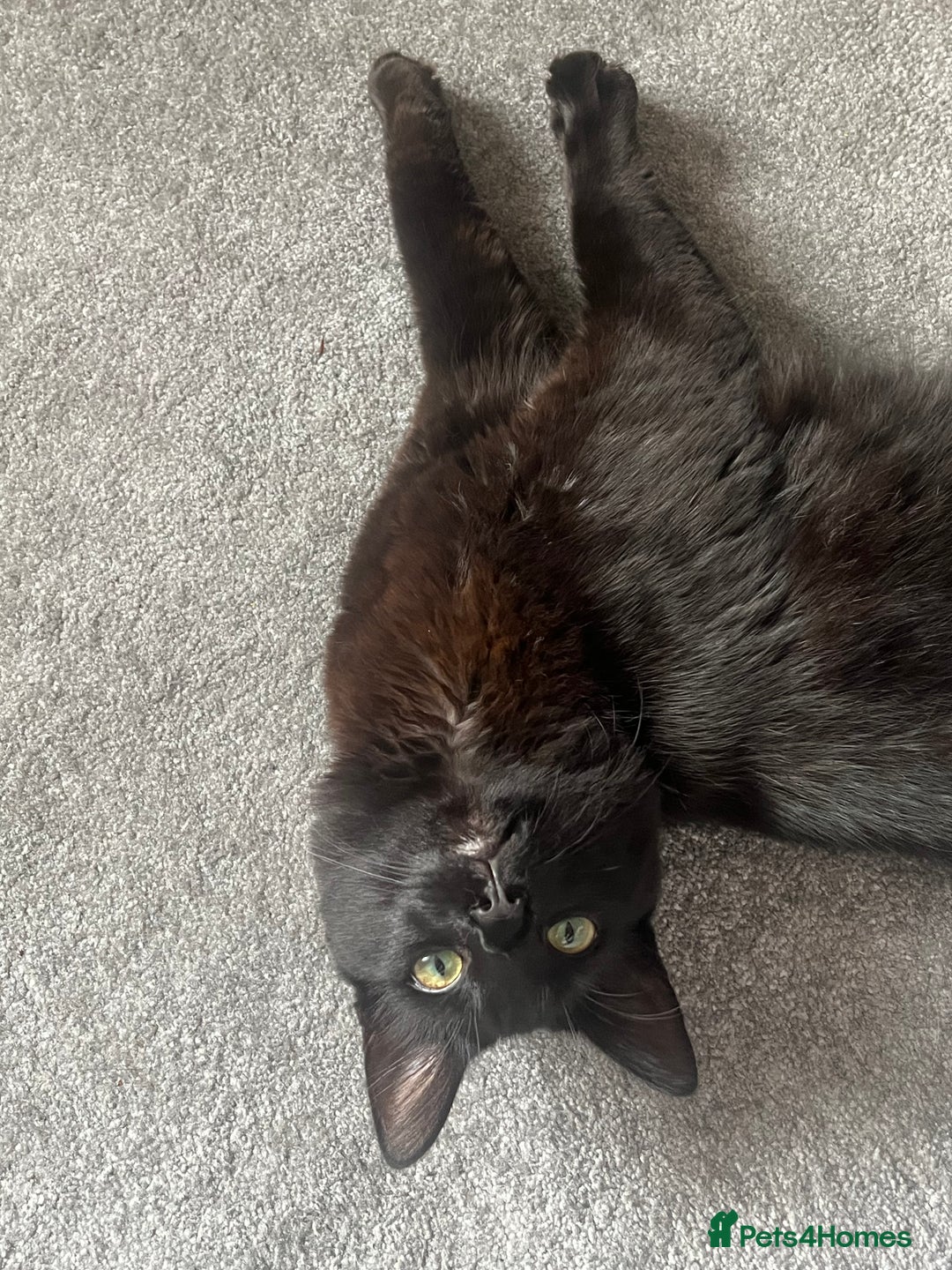 Domestic Shorthair cats for sale: FREE! Gorgeous Blackish Brown kitten - Image 1