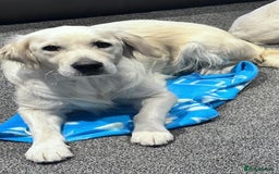 Golden Retriever dogs for sale: Exceptional litter of kc healthy golden retrievers - Image 3