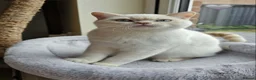 British Shorthair cats for sale: Stunning GCCF reg, BSH Colourpointed Boys - Advert 7