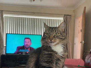 Mixed Breed cats Male Domestic Longhair cat - Advert 1