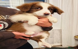 Border Collie dogs for sale: Kennel Club Border Collie Puppies For Sale - Image 36