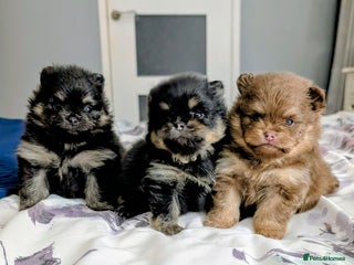 Pomeranian dogs Quality Pomeranian puppies - Advert 7