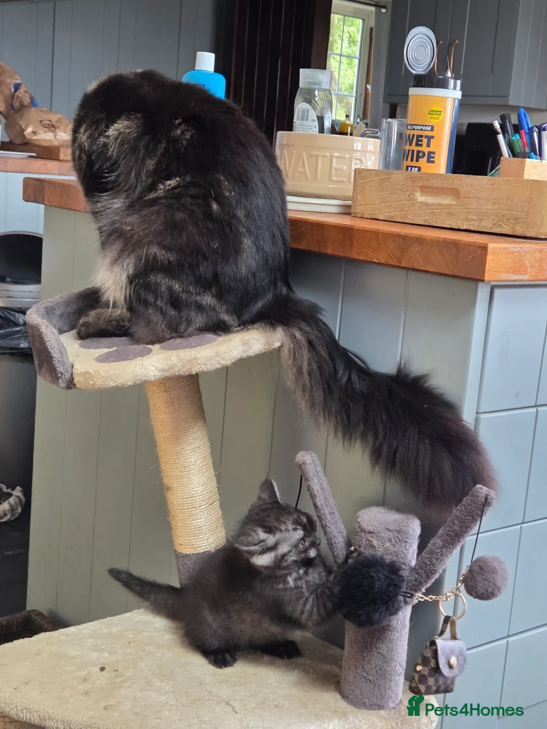 Maine Coon cats for sale: Maine coon x British shorthair  - Advert 2