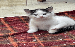 Mixed Breed cats for sale: British Shorthair Cross kittens  - Image 7
