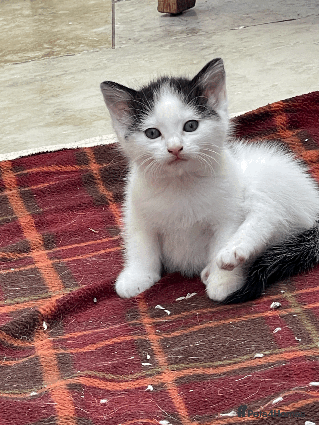 Mixed Breed cats for sale: British Shorthair Cross kittens  - Image 7