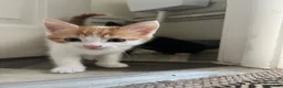 Mixed Breed cats for sale: Kittens  in Cannock - Advert 6