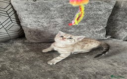 Bengal cats for sale: Beautiful Bengal kitten - Image 4