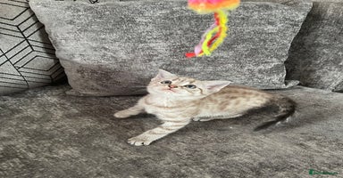 Bengal cats - Advert 5