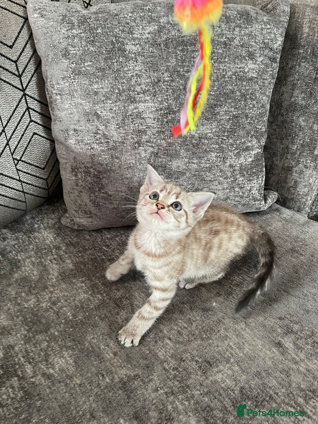 Bengal cats for sale: Beautiful Bengal kitten - Image 4