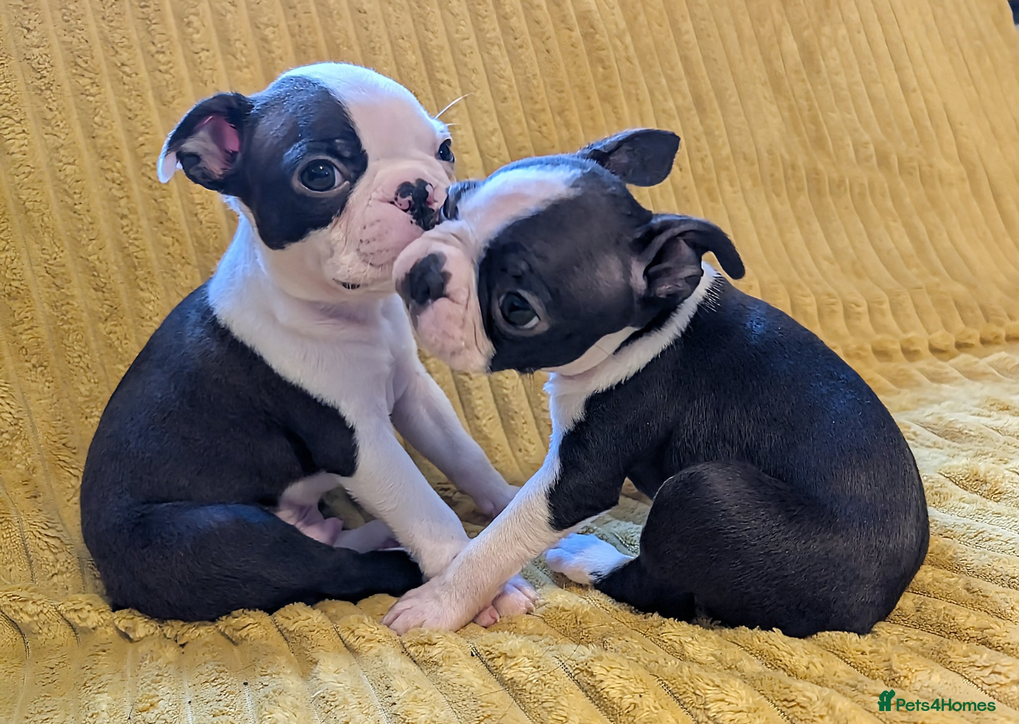 Boston Terrier dogs 1 GIRL & 1 BOY LEFT: Adorable KC Boston Puppies  - Advert 4
