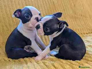 Boston Terrier dogs 1 GIRL & 1 BOY LEFT: Adorable KC Boston Puppies - Advert 4