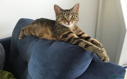 British Shorthair cats for sale: Fiddle - Image 1