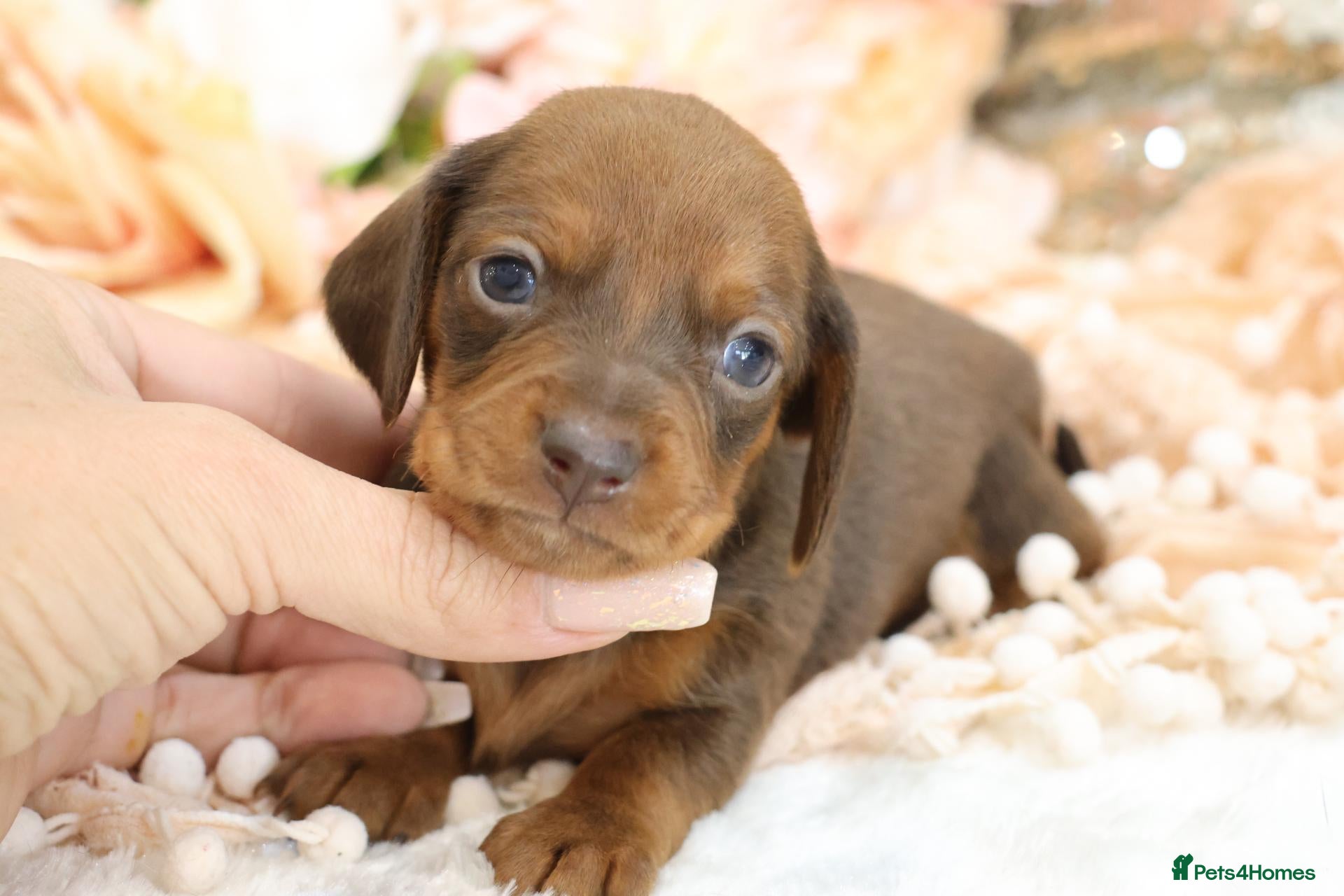 Miniature Dachshund dogs KC Miniature Dachshund Puppies - Advert 6