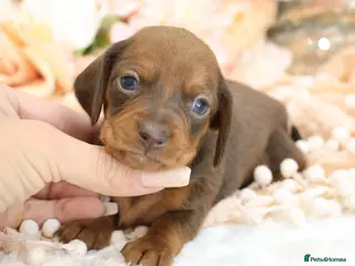Miniature Dachshund dogs KC Miniature Dachshund Puppies - Advert 6
