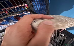 Cockatiels birds for sale: Extremely tame female pearl cockatiel  - Image 5