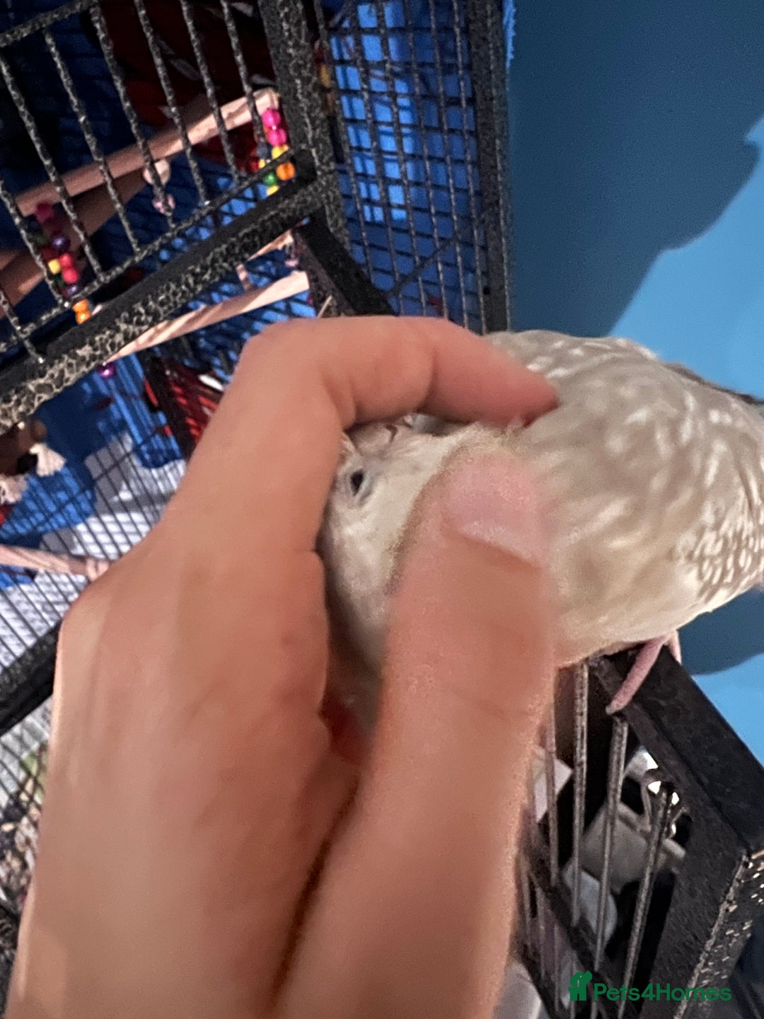 Cockatiels birds for sale: Extremely tame female pearl cockatiel  - Image 5