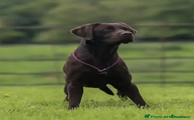 Labrador Retriever dogs - Advert 2