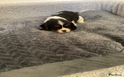 Cavalier King Charles Spaniel dogs for sale: Cavalier King Charles puppies  - Image 2
