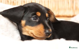 Miniature Dachshund dogs for sale: Miniature dachshund puppies, family bred - Image 4