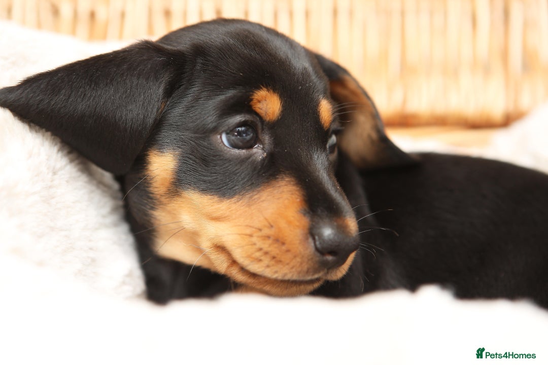 Miniature Dachshund dogs for sale: Miniature dachshund puppies, family bred - Image 4