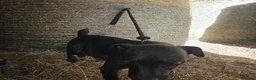 Patterdale Terrier dogs for sale: Patterdale Terriers  - Advert 6