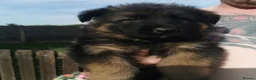 German Shepherd dogs for sale: German shepherd puppies - Advert 8