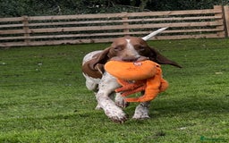 Bracco Italiano dogs for sale: Family raised Bracco Italiano puppies - Image 15