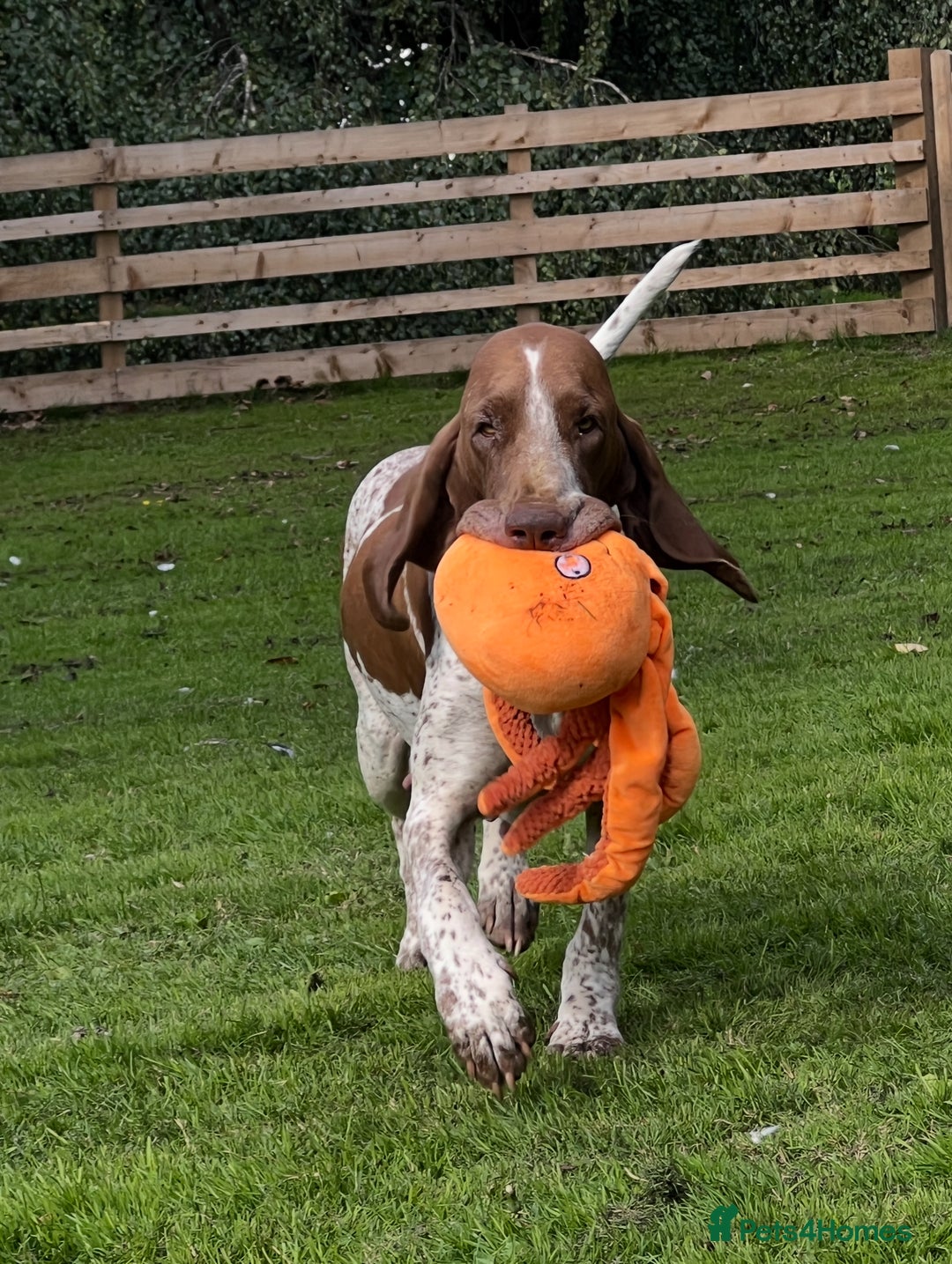 Bracco Italiano dogs for sale: Family raised Bracco Italiano puppies - Image 15