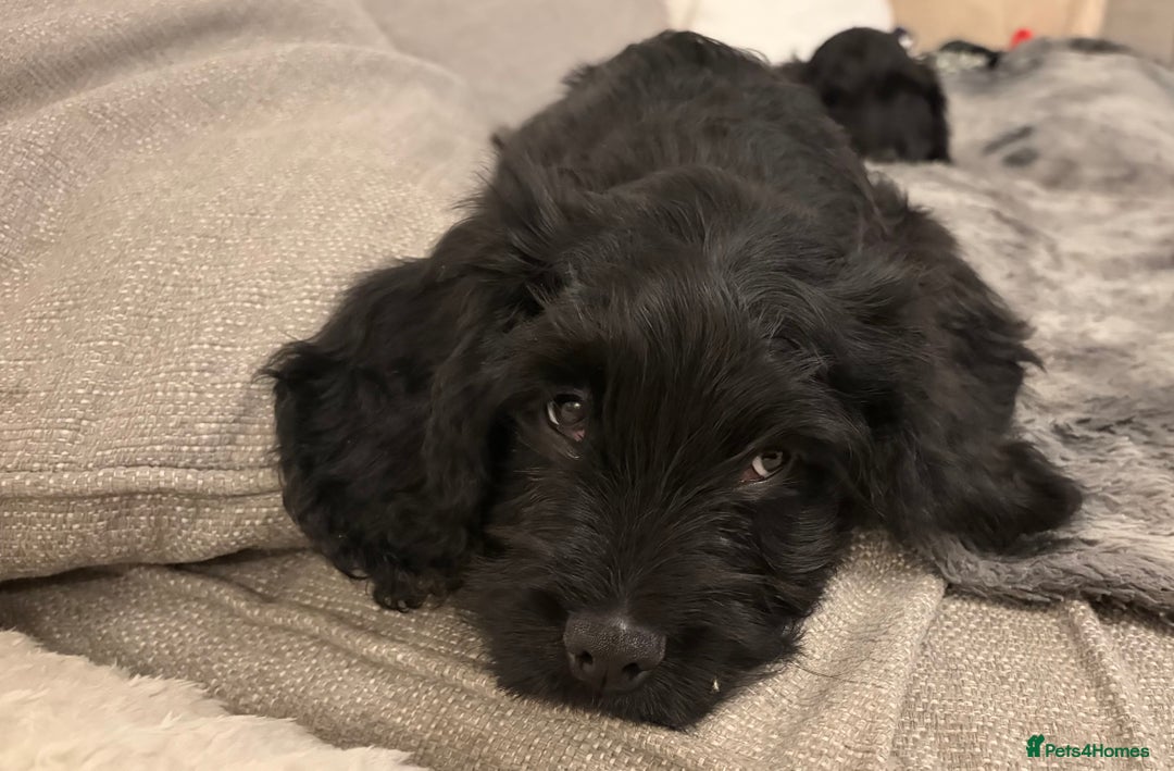 Cockapoo dogs for sale: Cockapoo X Coker spaniel  - Advert 17