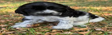 Cocker Spaniel 3