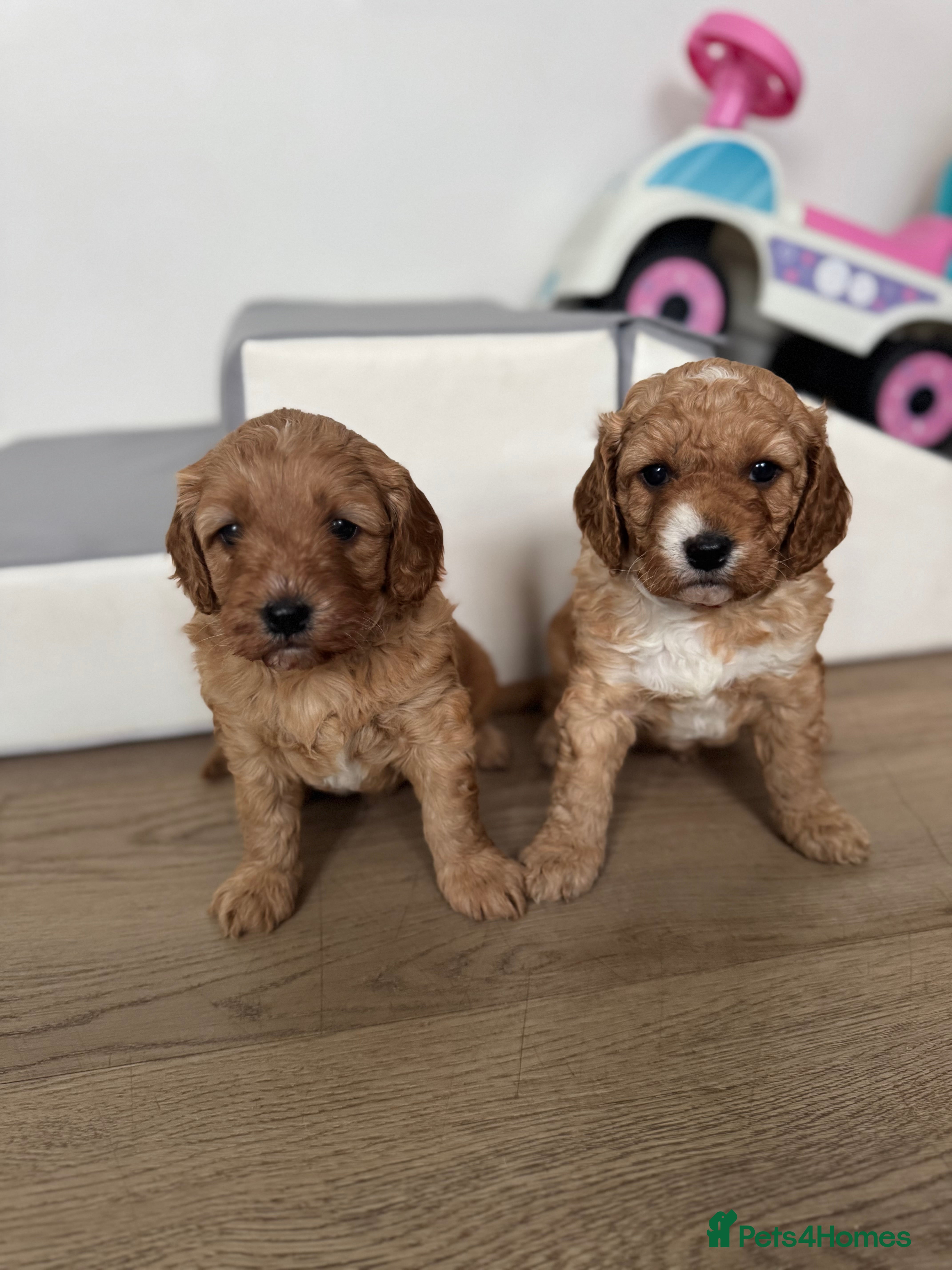 Cavapoo dogs Gorgeous health tested cavapoo puppies  - Advert 3