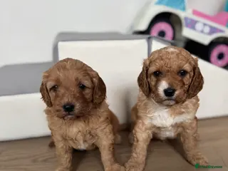 Cavapoo dogs Gorgeous health tested cavapoo puppies - Advert 3