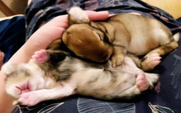 Mixed Breed rabbits for sale: Two Utterly Gorgeous Baby Bunnies - Advert 1