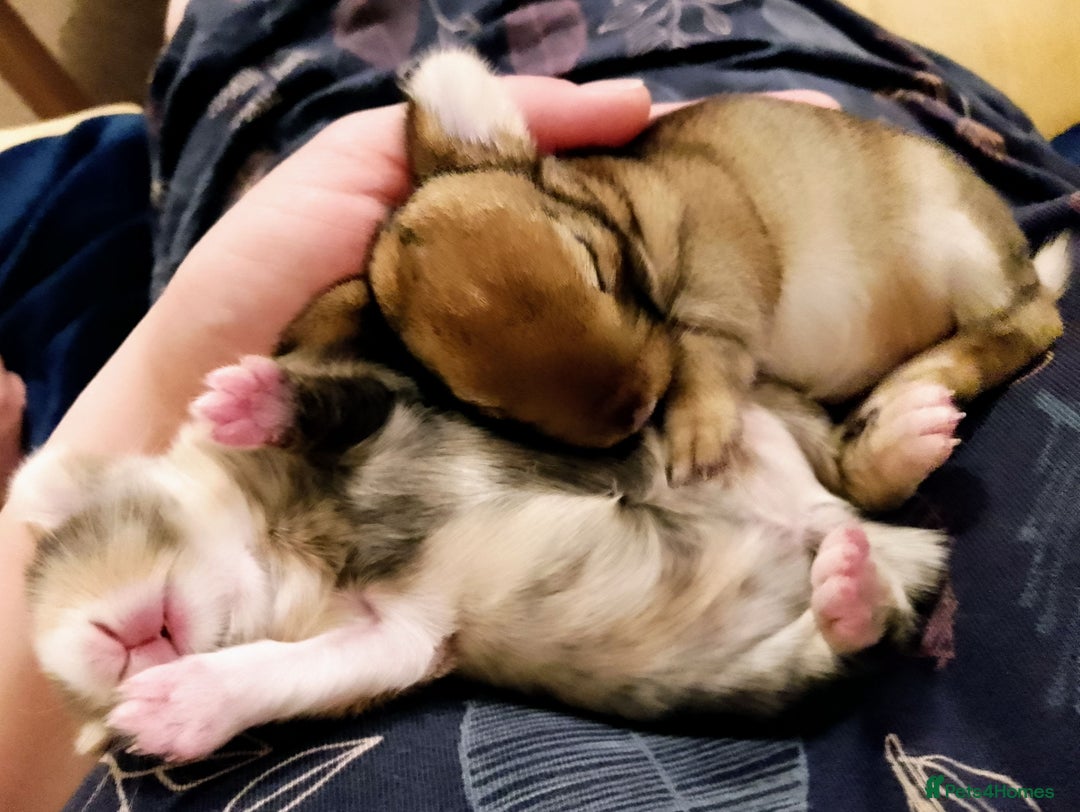 Mixed Breed rabbits for sale: Two Utterly Gorgeous Baby Bunnies - Advert 1