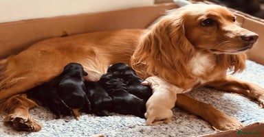Cocker Spaniel dogs - Advert 10