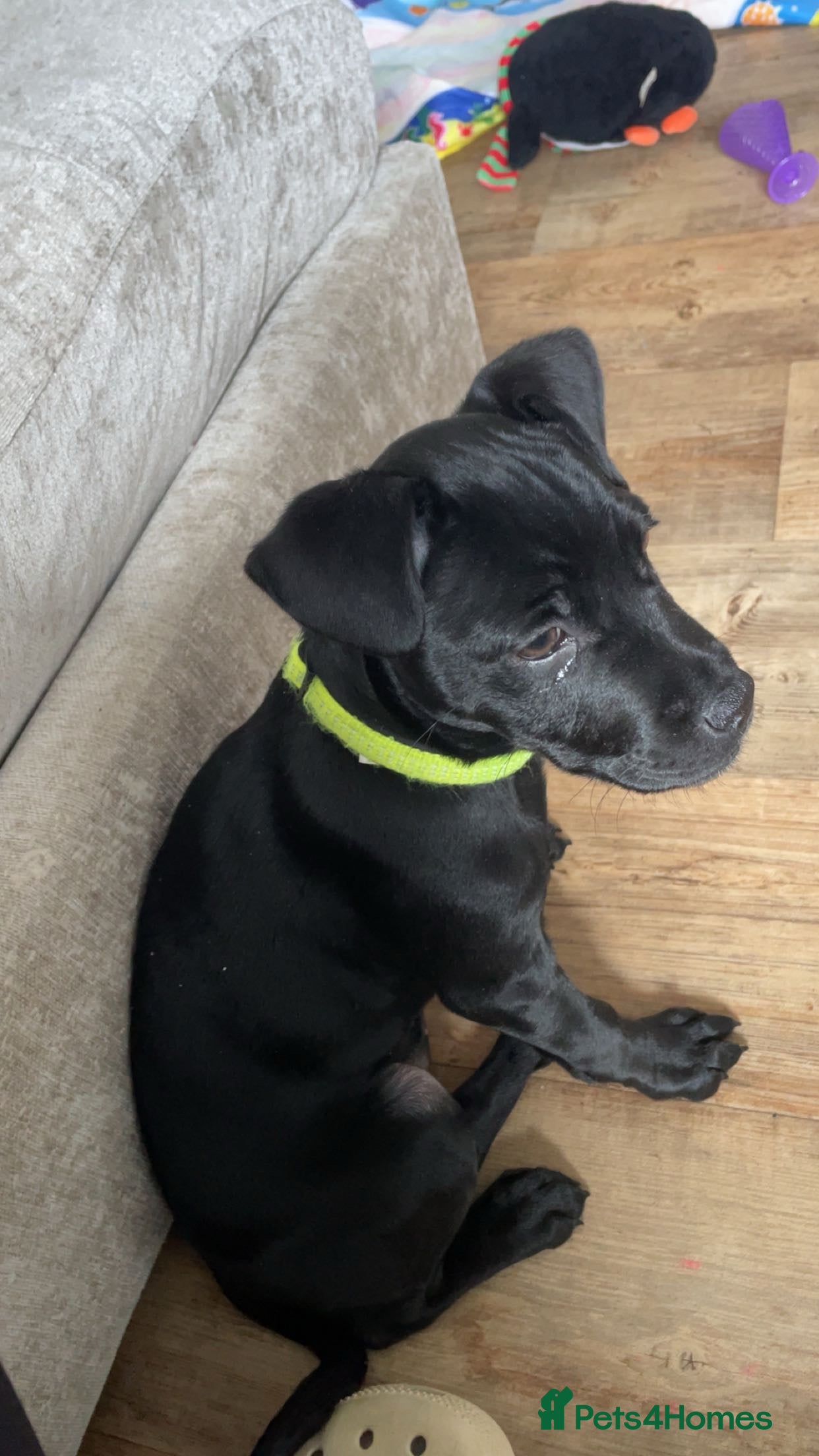 Mixed Breed dogs Mastiff / Frenchie X patterdale terrier  in Leicester - Advert 3