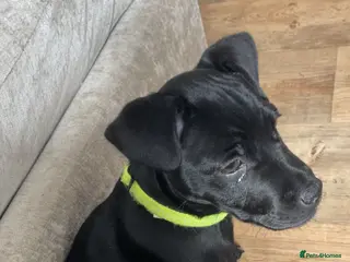 Mixed Breed dogs Mastiff / Frenchie X patterdale terrier in Leicester - Advert 6