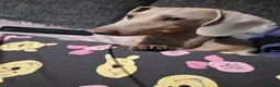 Miniature Dachshund dogs for stud: Miniature dachshund for stud!  - Advert 2